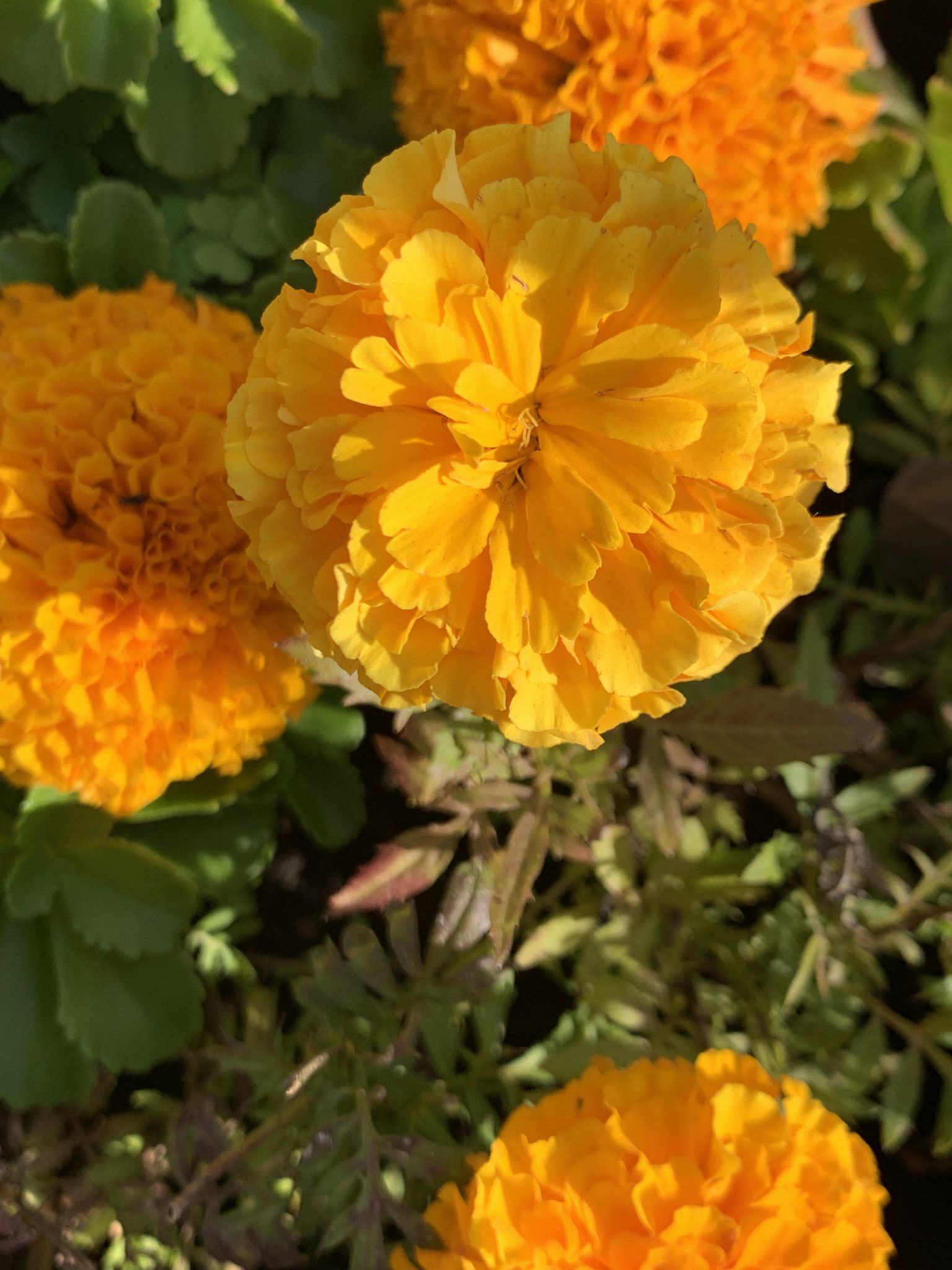 Tagetes erecta